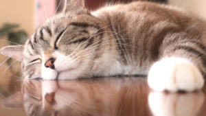 Célébrer la Journée du chat le 22 février au Japon